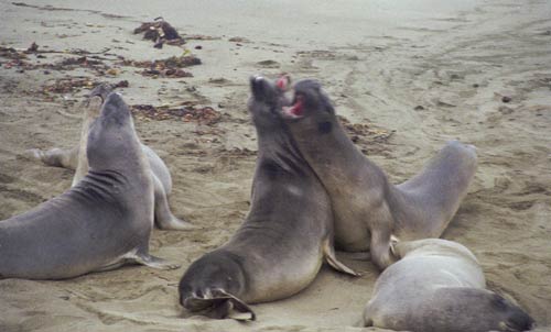 sealionsfighting.jpg